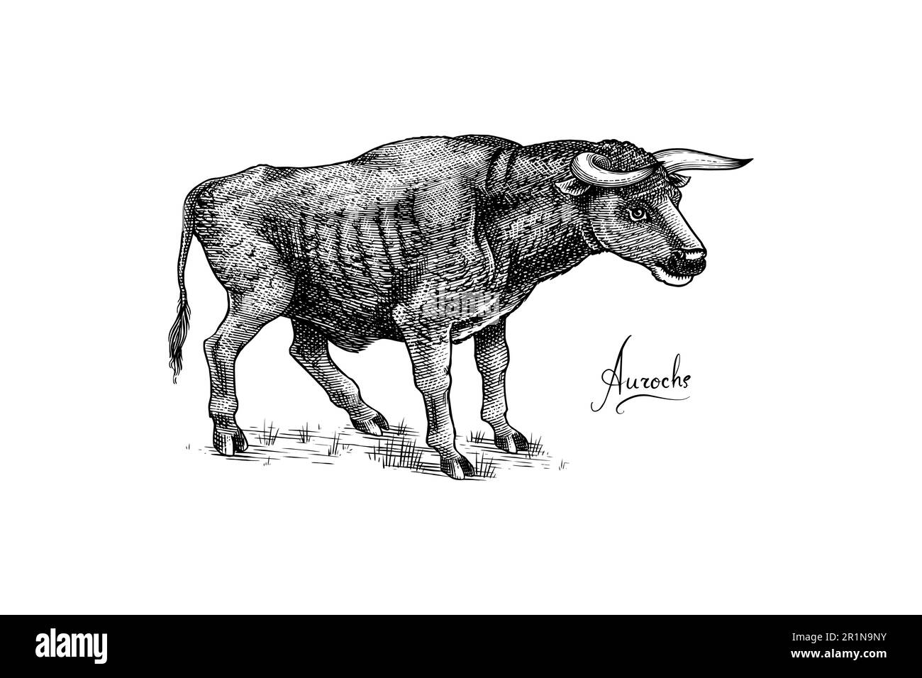 Aurochs. Extinct mammal animal. Wild herbivores cattle. Engraved Hand drawn vector illustration in woodcut Graphic vintage style. Stock Vector