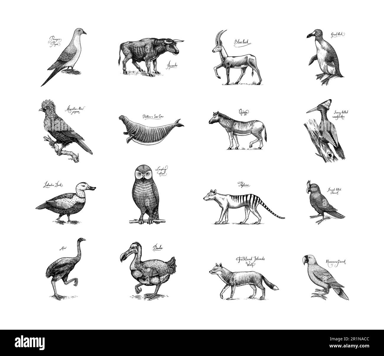 Moa bird Stock Vector Images - Alamy