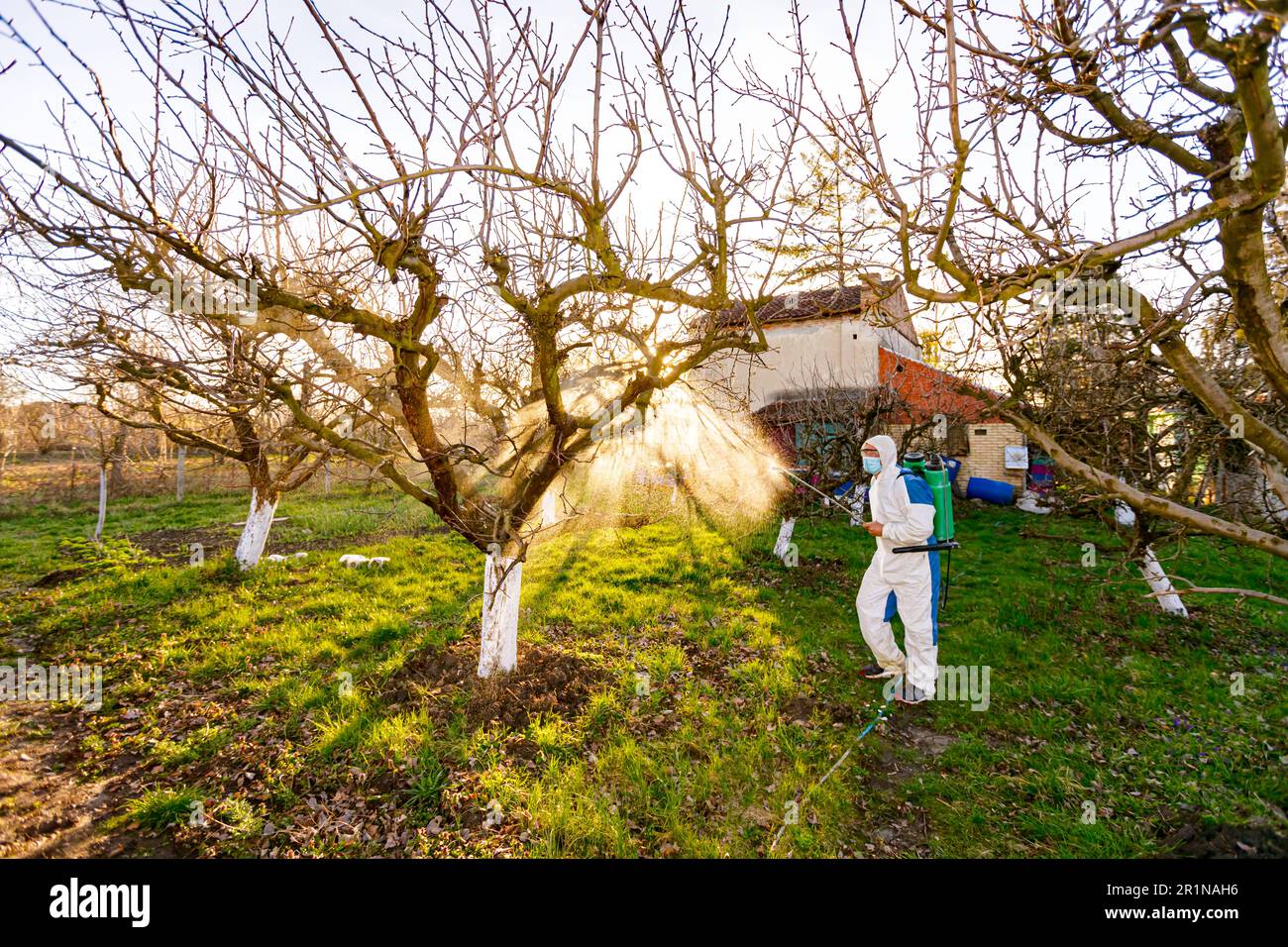 Farmer in protective clothing sprays fruit trees in orchard using long
