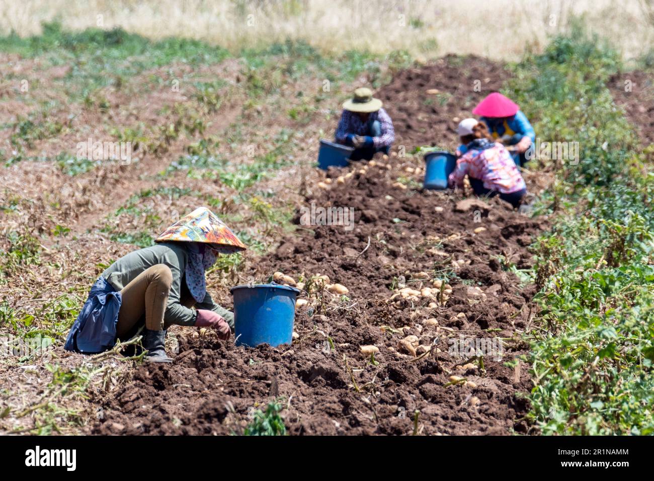 Workers harvesting potatoes, Agia Varvara, Cyprus. Stock Photo