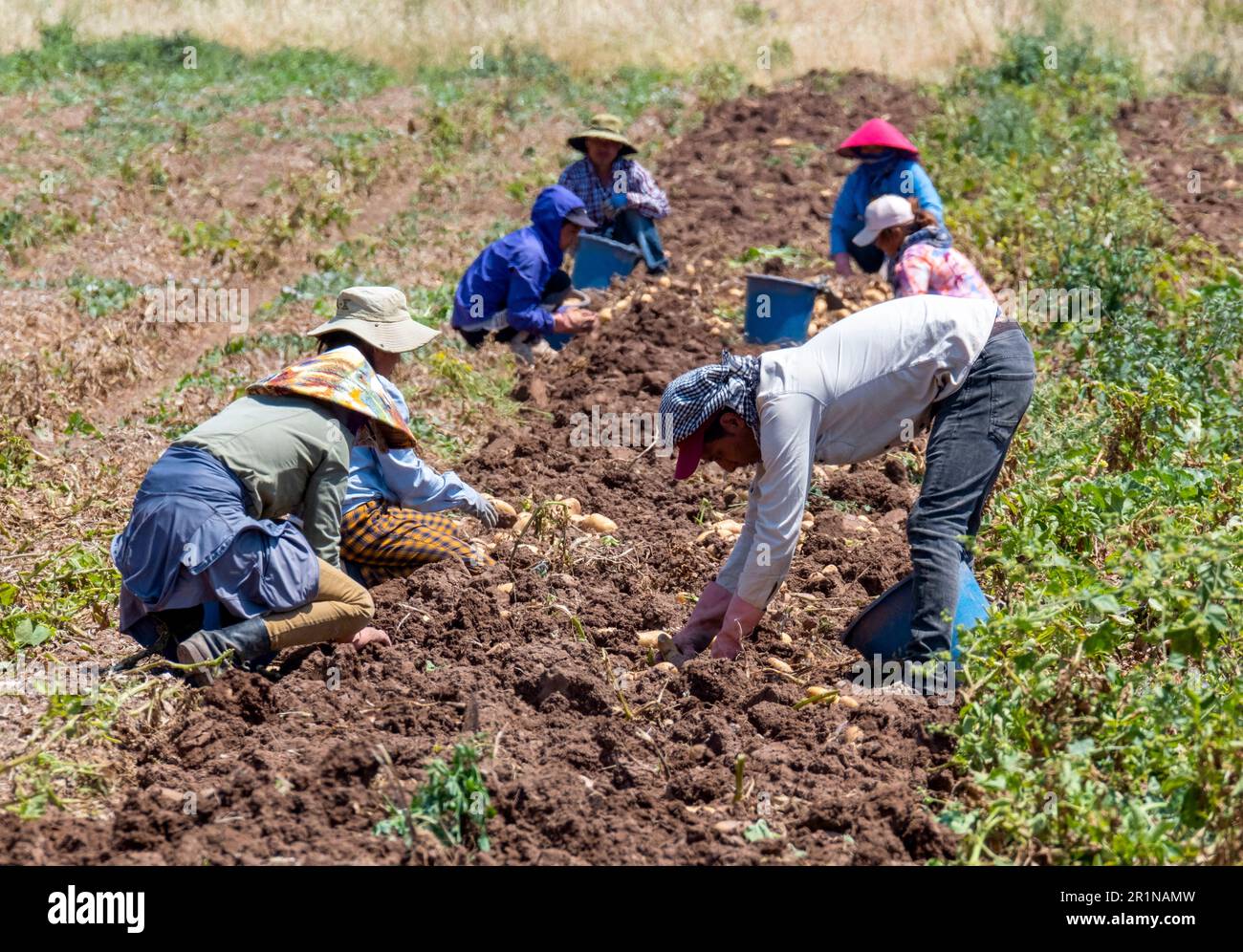 Workers harvesting potatoes, Agia Varvara, Cyprus. Stock Photo