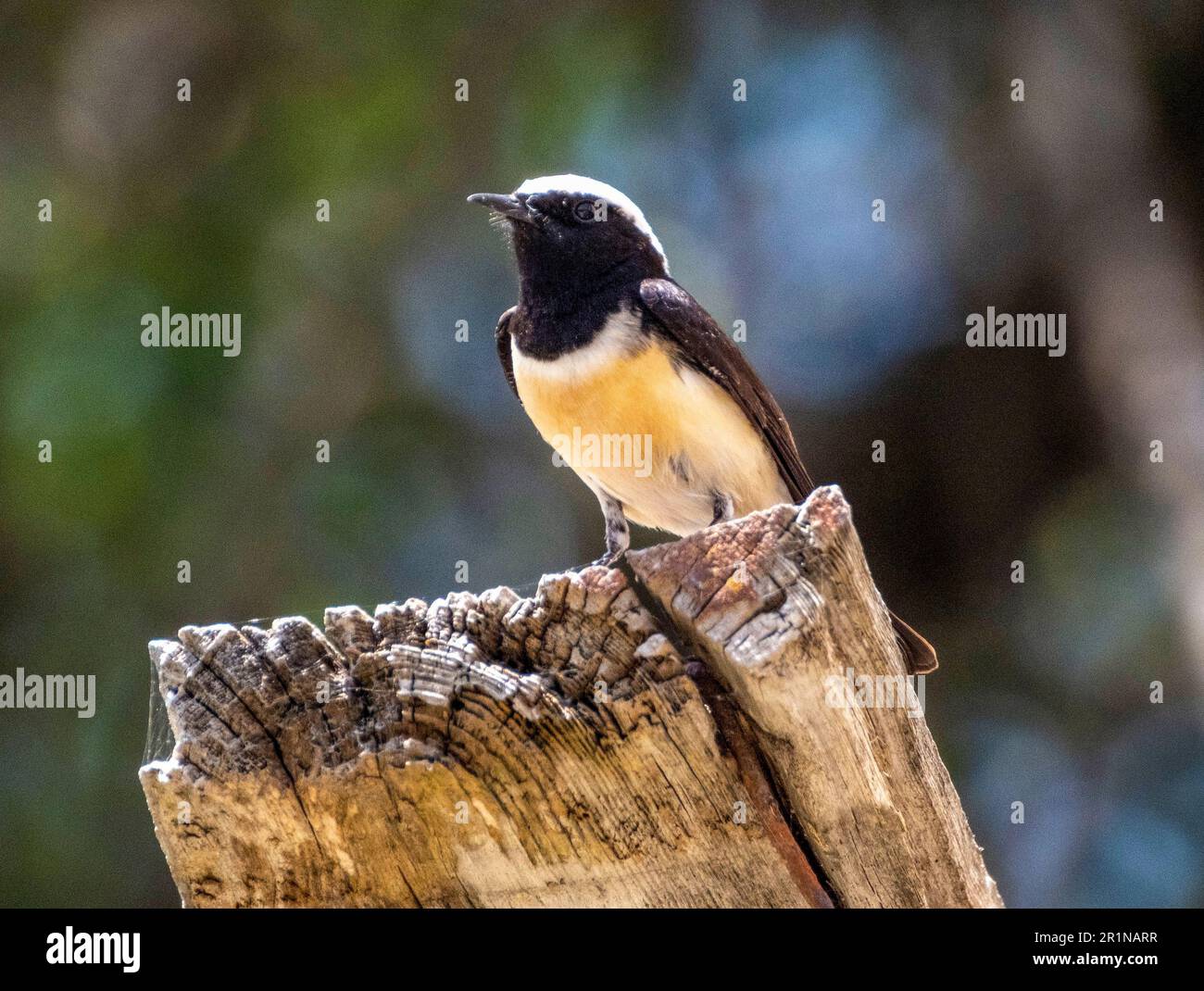 Oenanthe cypriaca isolated hires stock photography and images Alamy