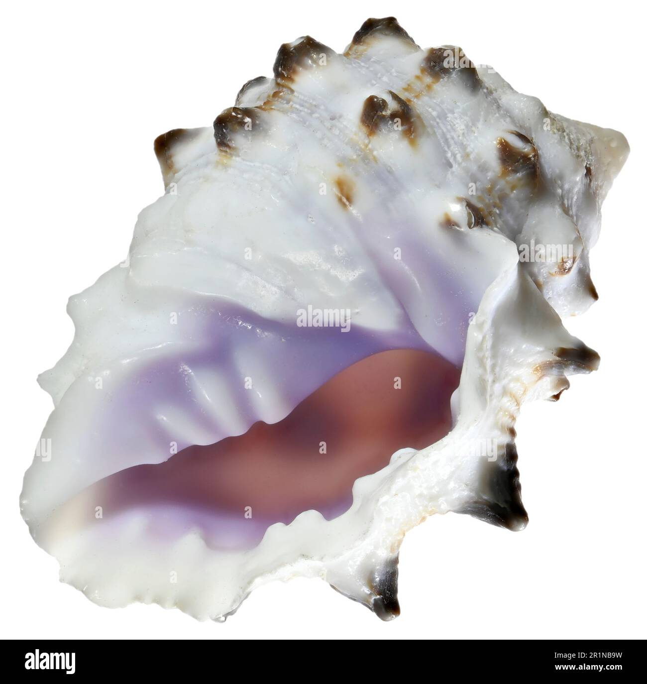 Purple Pacific Drupe shell (Drupa morum) c2cm. Region:Indo-Pacific Stock Photo