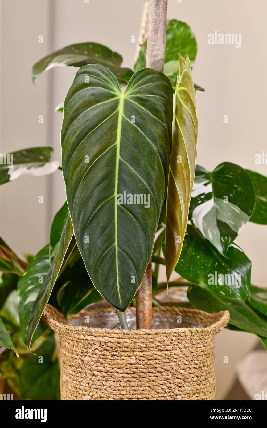 Exotic 'Philodendron Melanochrysum' houseplant with long velvet leaves in  basket flower pot on table Stock Photo - Alamy