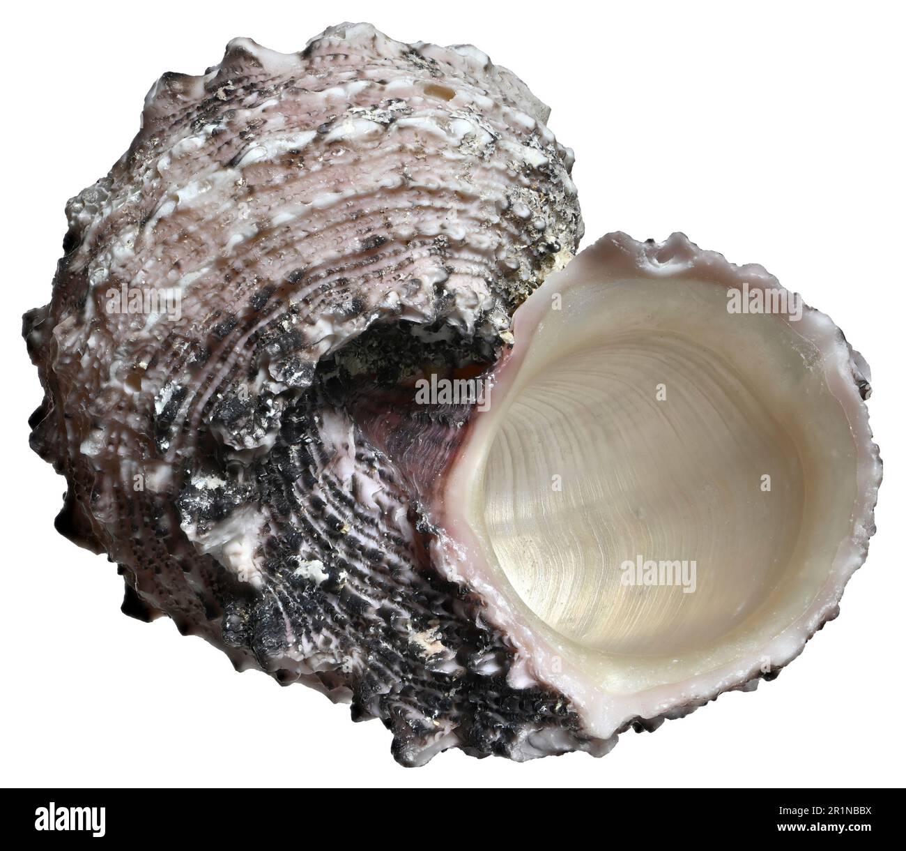 Delphinula Shell Delphinula laciniata hi-res stock photography and images - Alamy