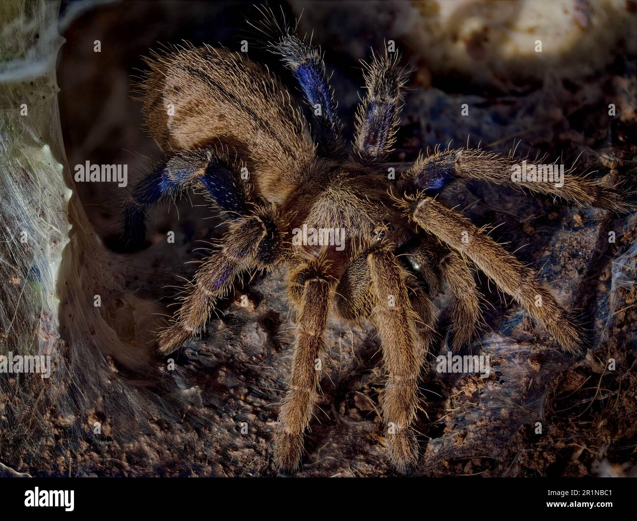 female baby spider Stock Photo