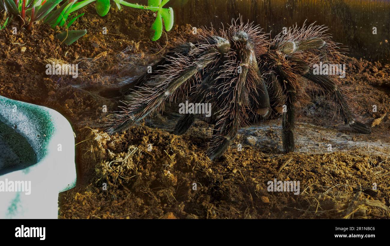 a giant Therophosa blondii tarantula Stock Photo