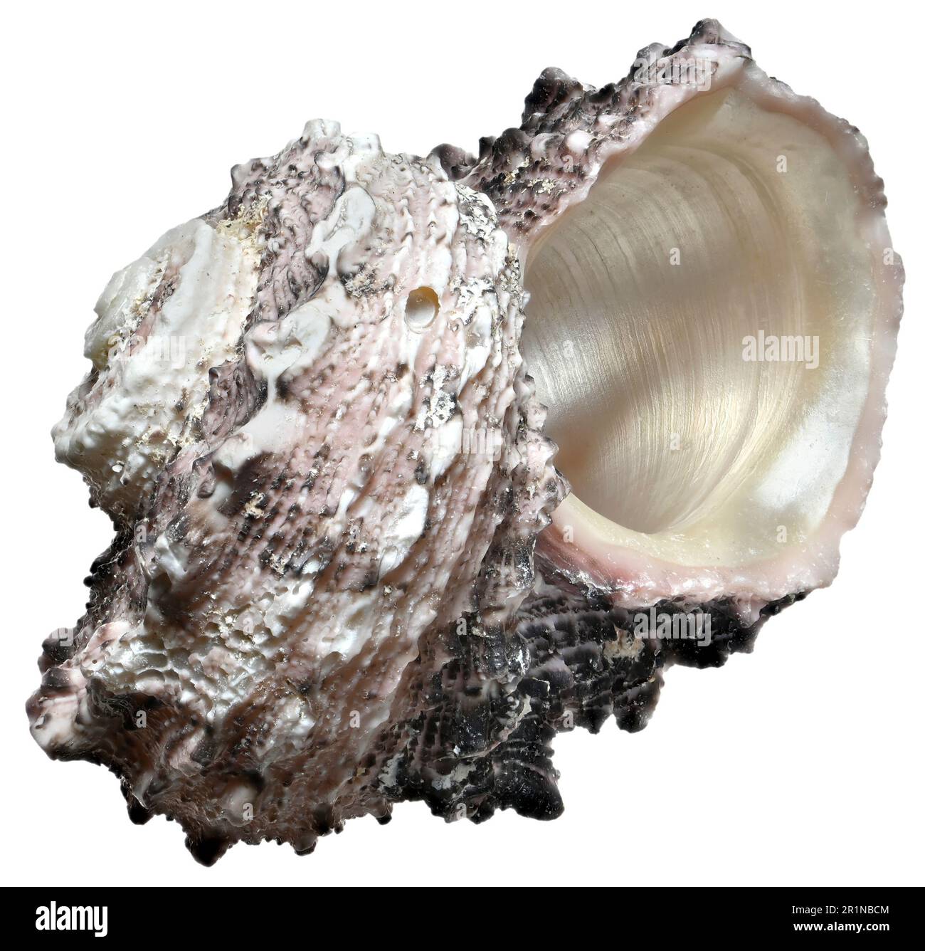 Delphinula Shell Dolphin shell (Delphinula laciniata) c6cm across Stock Photo - Alamy