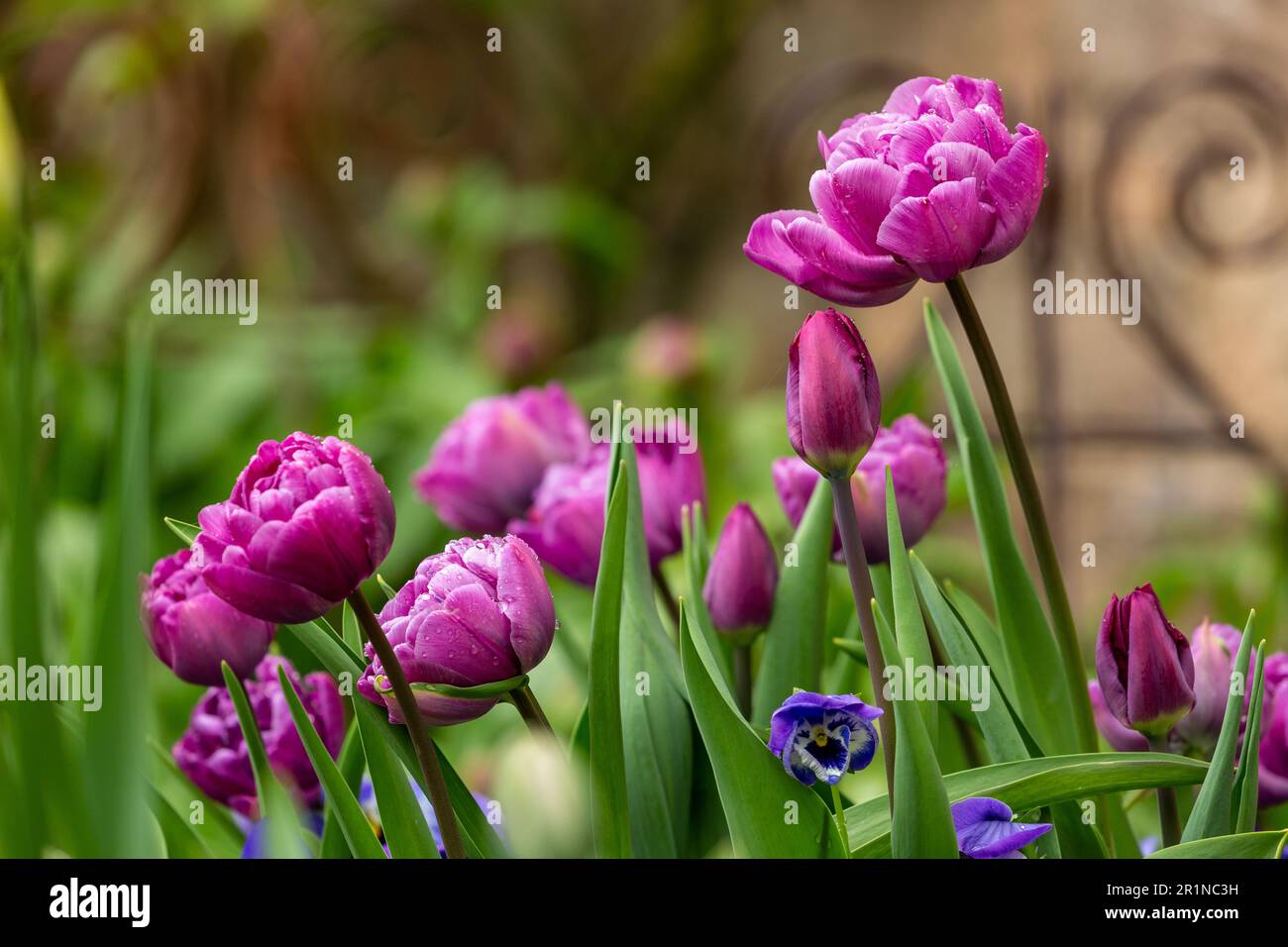 Tulip Blue Diamond Stock Photo - Alamy
