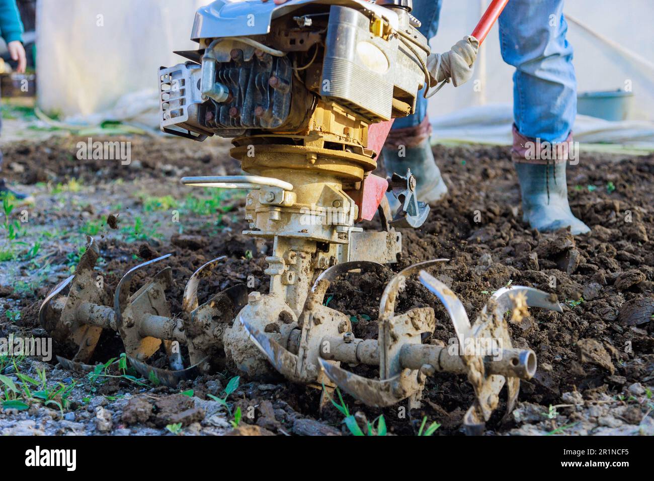 Farmer uses motor cultivator to plowing ground in garden using tiller