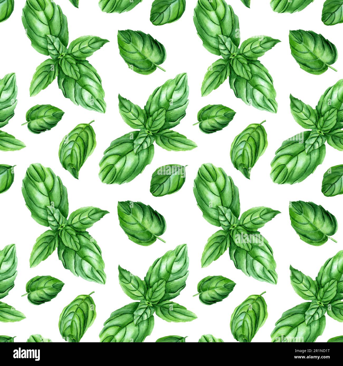 Watercolor seamless pattern with basil herb. Botanical illustration isolated on white for wrapping, wallpaper, fabric Stock Photo