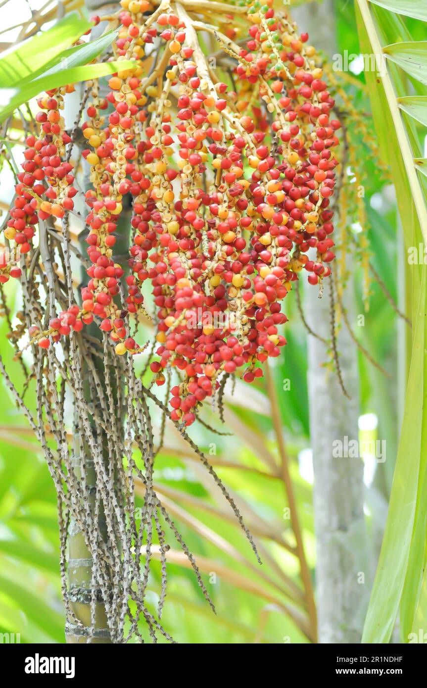 seed of betel palm or betel nut or seed of palm on the tree Stock Photo