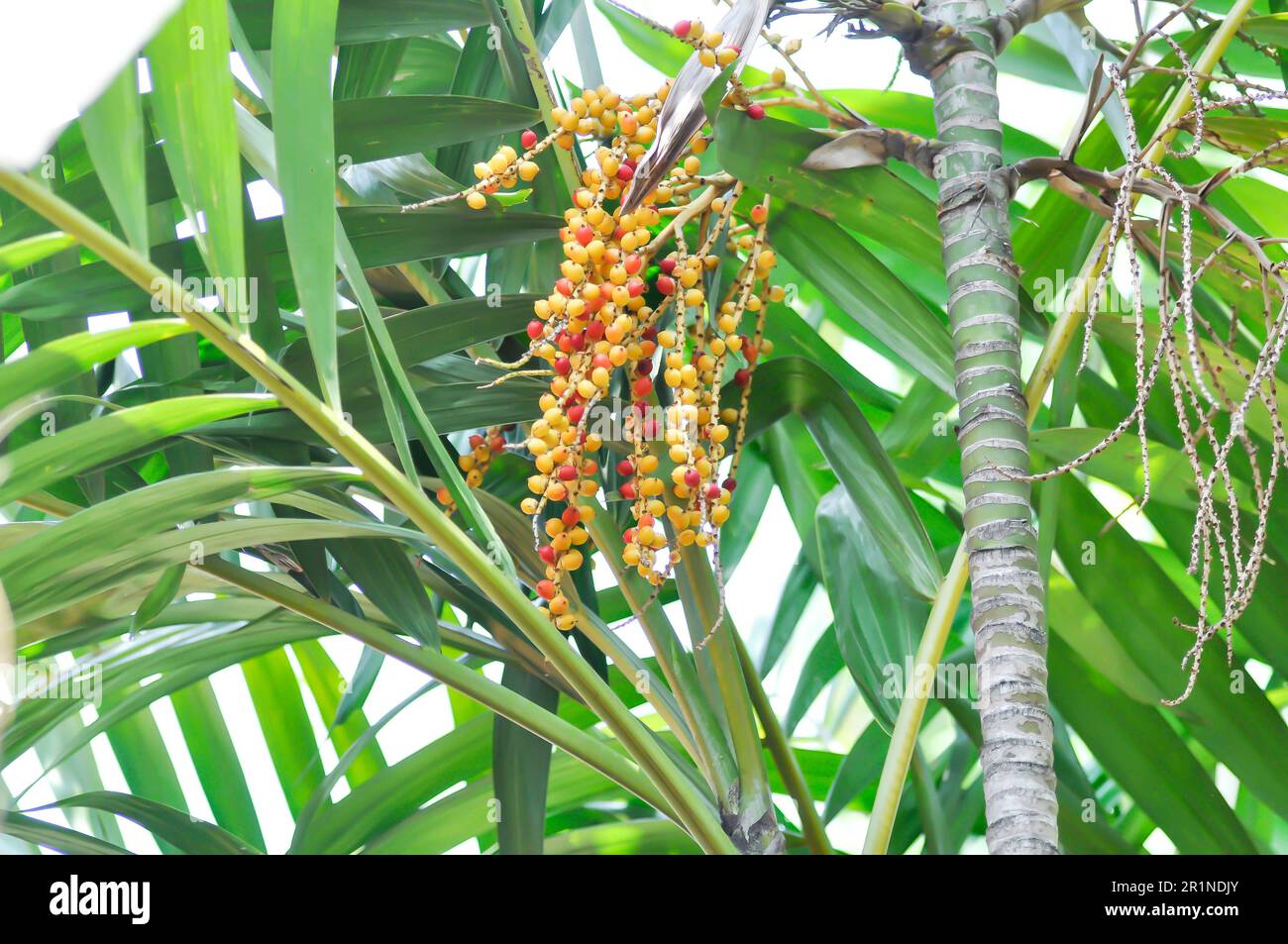 seed of betel palm or betel nut or seed of palm on the tree Stock Photo