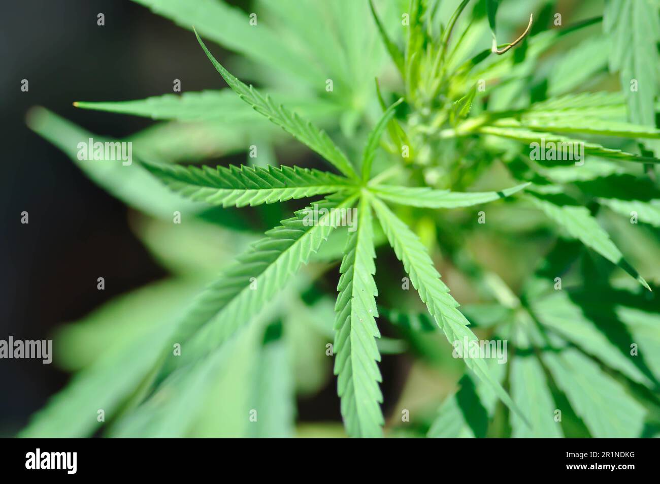CANNABACEAE, Cannabis indica Lam or Cannabis sativa L or Cannabis sativa  subsp or indica or Small and Cronquist or Cannabis sativa L plant Stock  Photo - Alamy