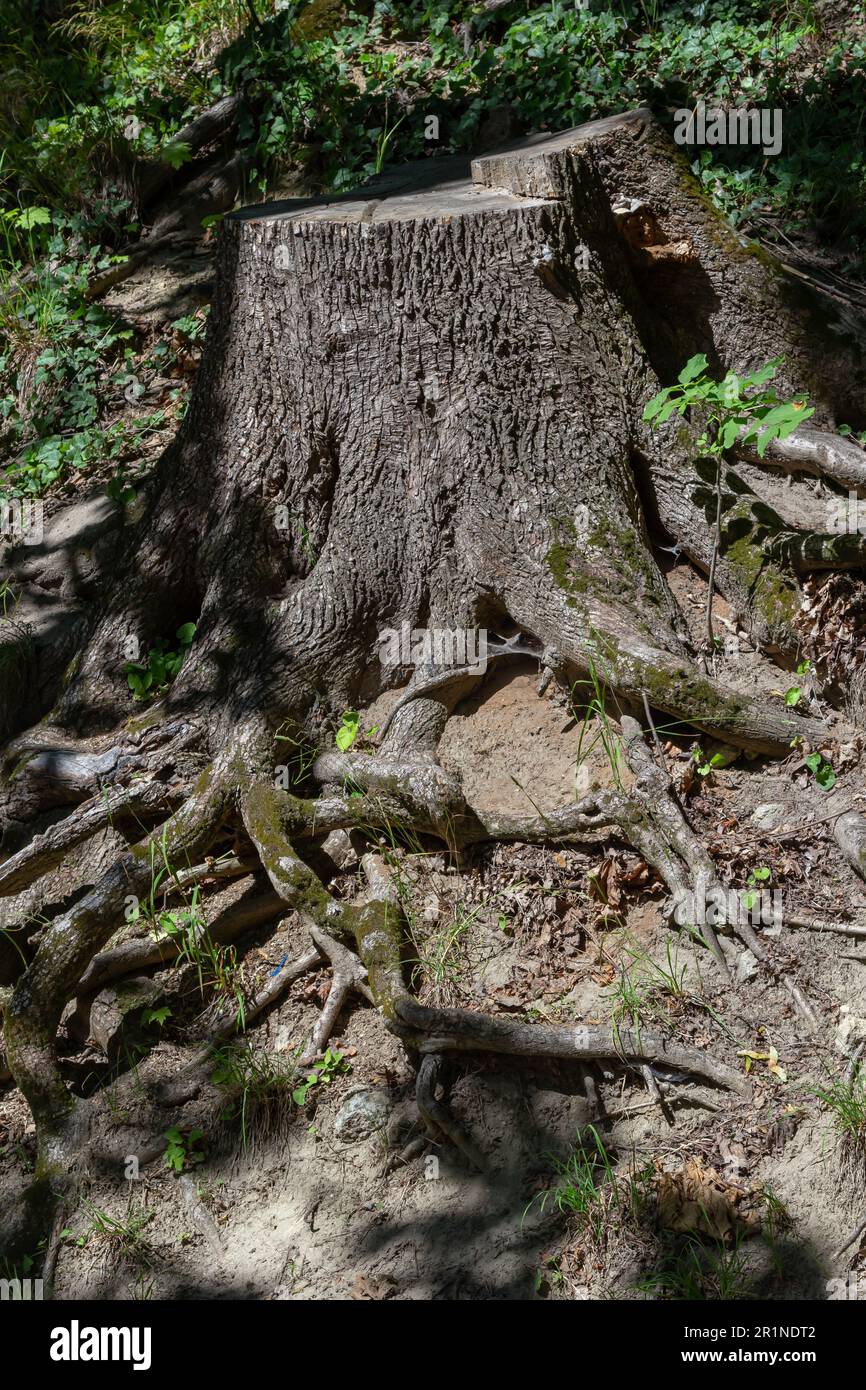 A tree stump in a spring forest, ecological problems associated with deforestation. Stock Photo