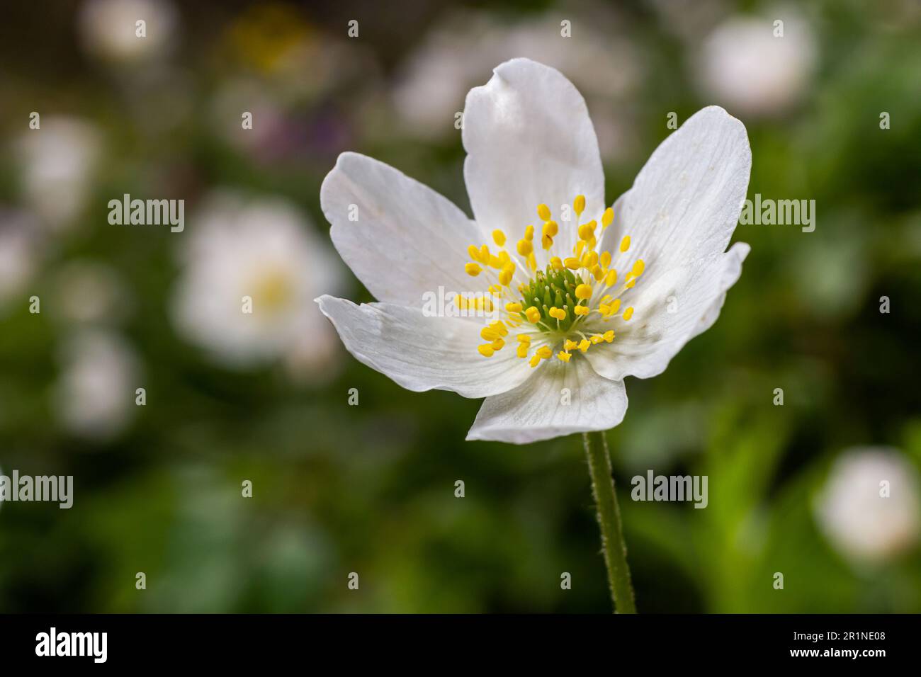 Anemone close-up in the spring forest. Beauty of flowers, nature, naturalness. Sunny summer day, green grass in the park. Anemonoids are frost-free. B Stock Photo