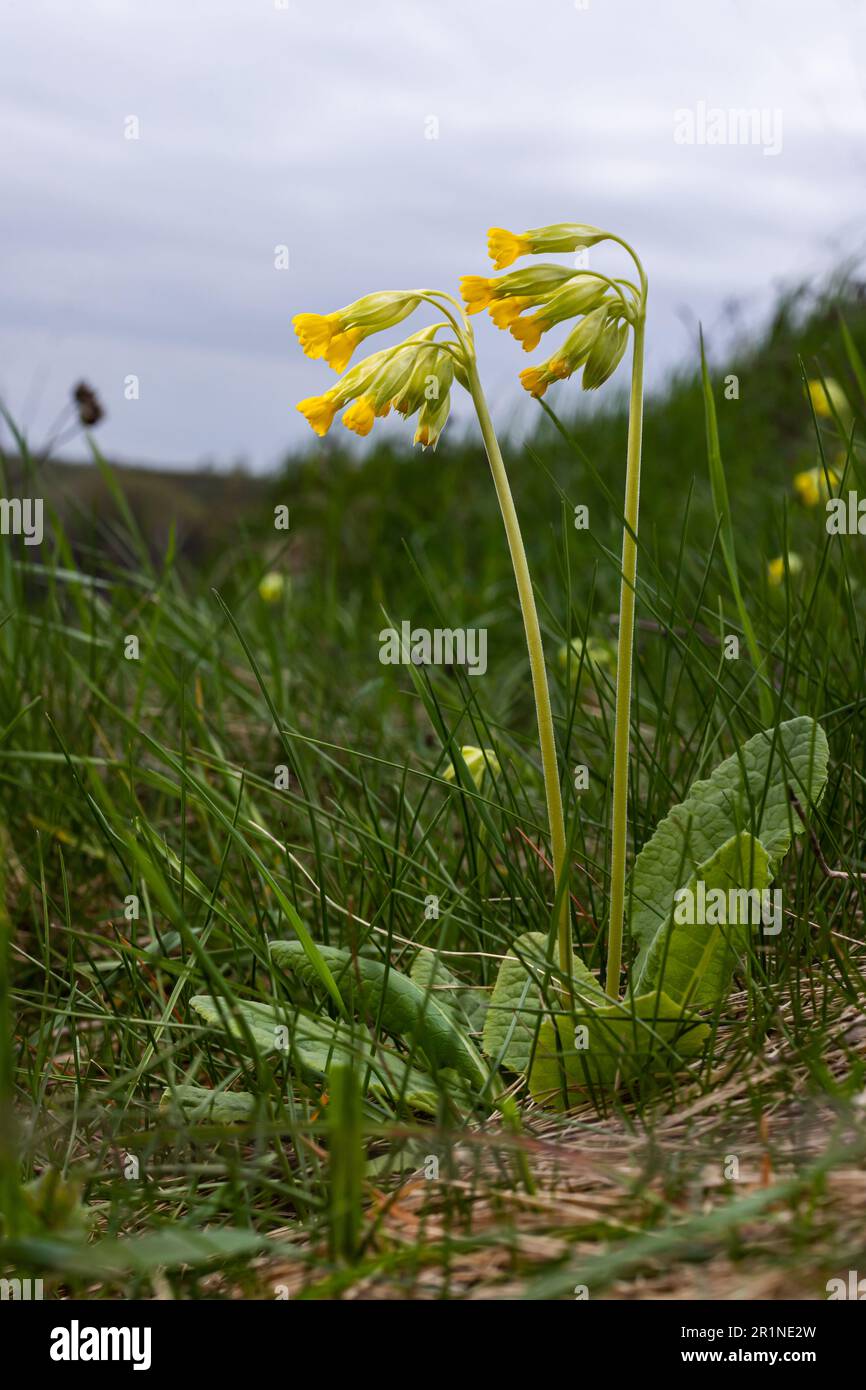 Yellow Primula veris cowslip, common cowslip, cowslip primrose on soft green background.Selective focus. Stock Photo