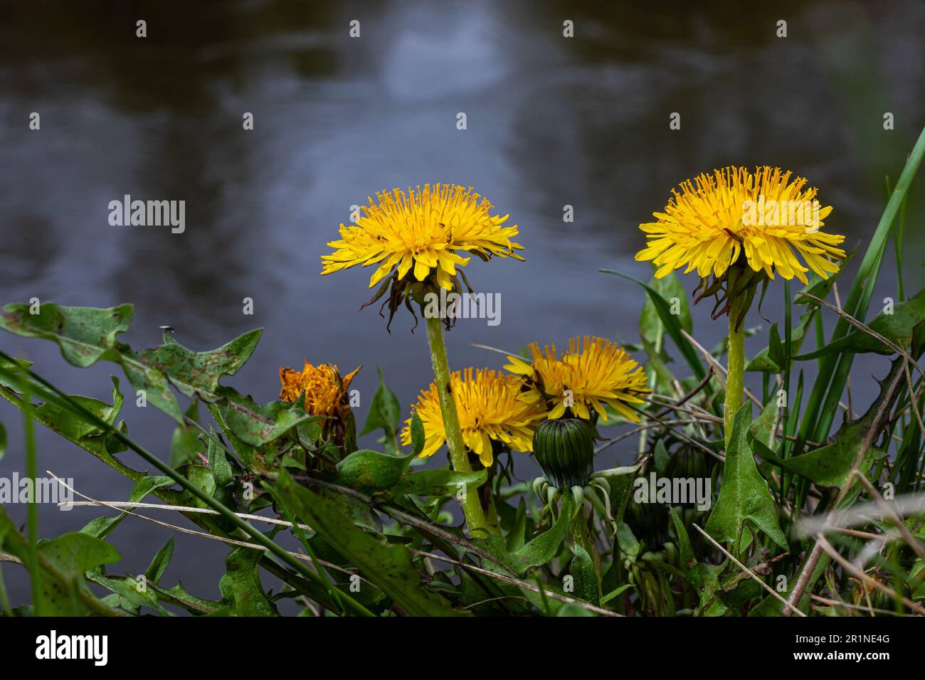 Dandelion Taraxacum officinale as a wall flower, is a pioneer plant and survival artist that can also thrive on gravel roads. Beautiful Taraxacum flow Stock Photo