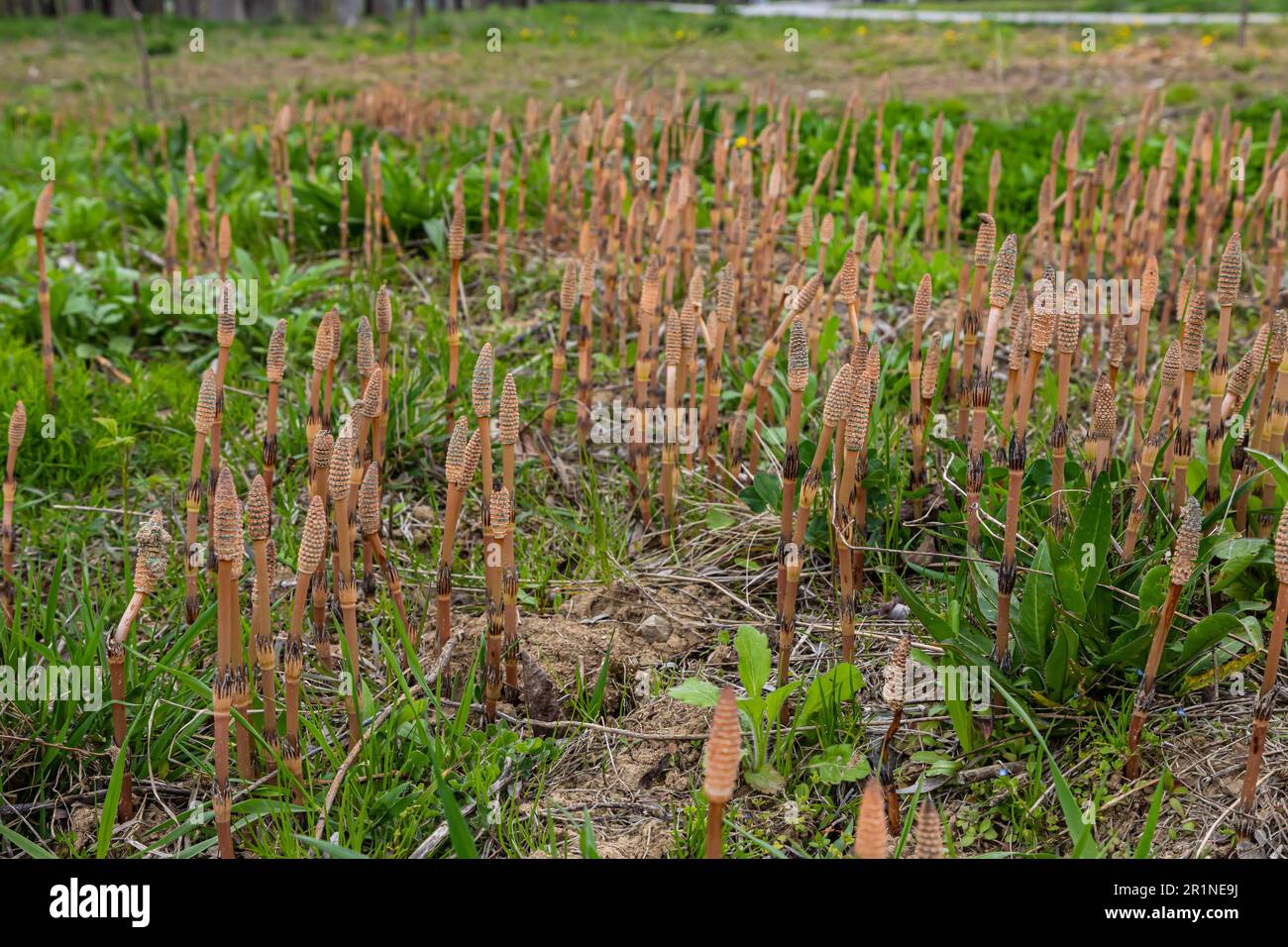 Equisetum arvense, the field horsetail or common horsetail, is an