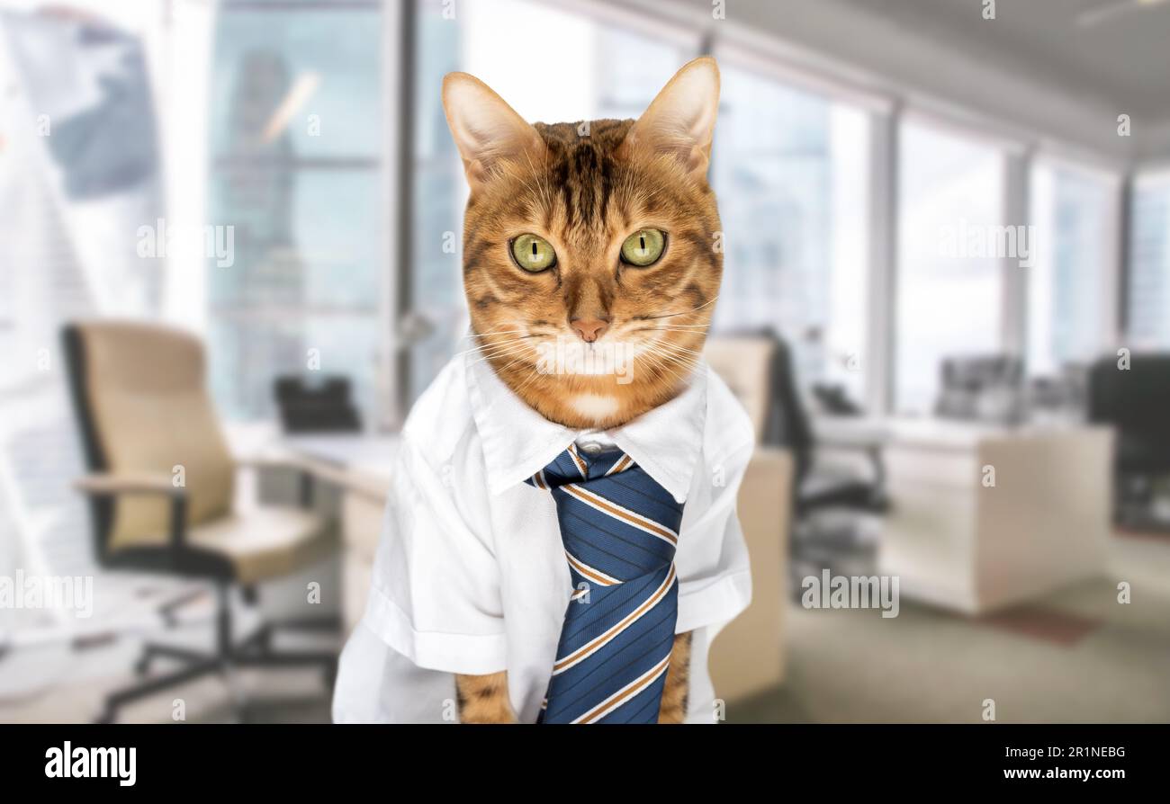 Funny red cat in a suit in the office at the workplace. Cat businessman ...