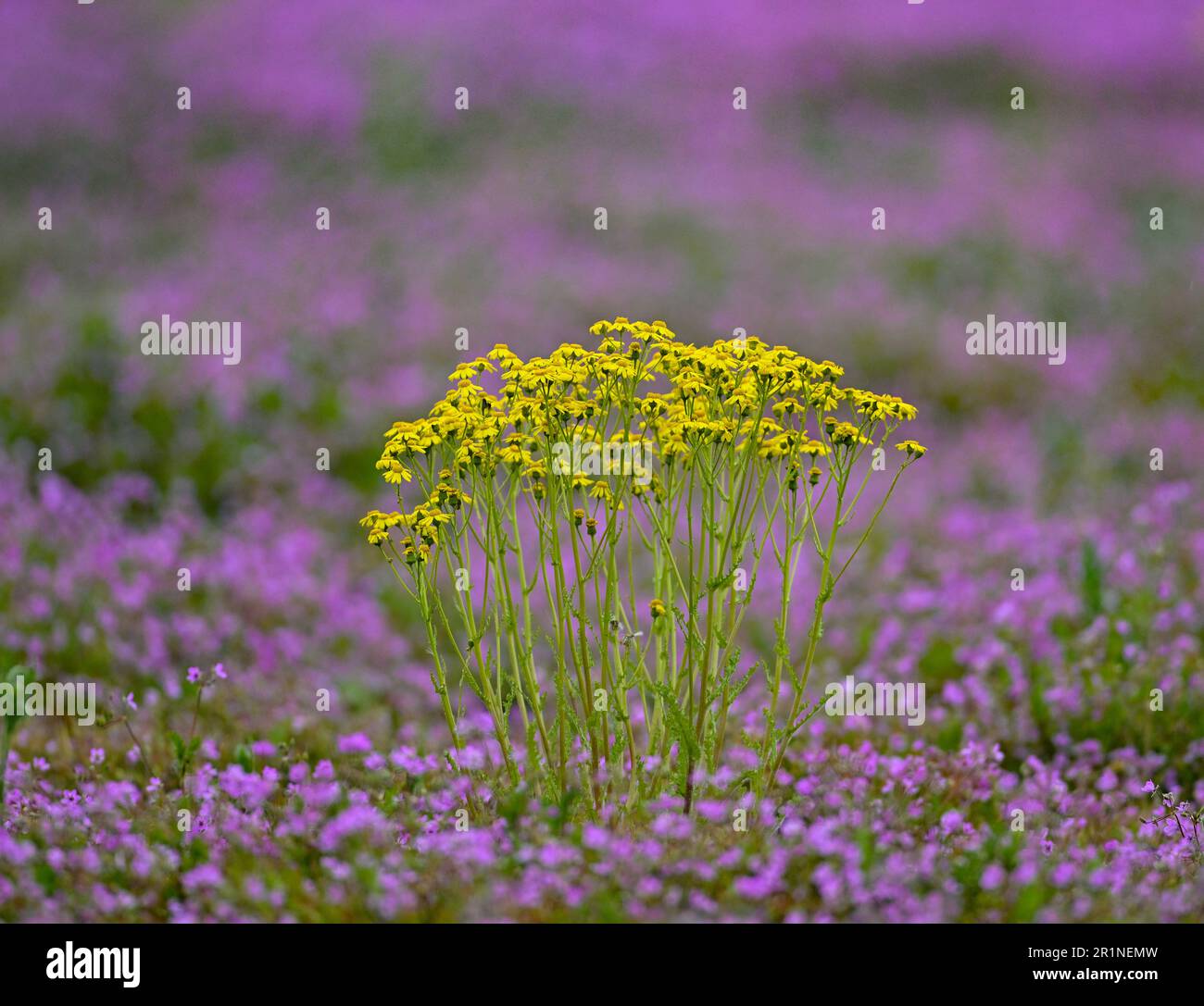 15 May 2023, Brandenburg, Jacobsdorf: A colorful carpet on a fallow field of purple flowers is formed by the common heron's beak (Erodium cicutarium) together with the yellow flowers of the golden ragwort (Senecio aureus). The weather outlook for Berlin and Brandenburg this week is rather gloomy. The reason for the changeable weather over the next few days is the influence of a low pressure system moving from Poland towards Scandinavia, according to the German Weather Service (DWD). Monday begins cloudy and partly slightly rainy. From noon, there will be widespread showers and thunderstorms, p Stock Photo