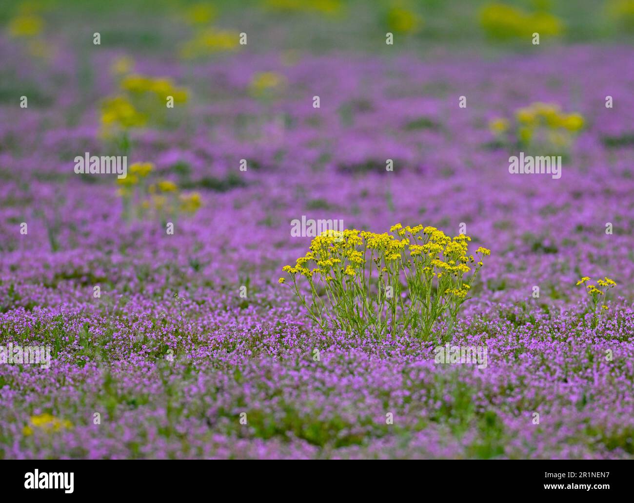 15 May 2023, Brandenburg, Jacobsdorf: A colorful carpet on a fallow field of purple flowers is formed by the common heron's beak (Erodium cicutarium) together with the yellow flowers of the golden ragwort (Senecio aureus). The weather outlook for Berlin and Brandenburg this week is rather gloomy. The reason for the changeable weather over the next few days is the influence of a low pressure system moving from Poland towards Scandinavia, according to the German Weather Service (DWD). Monday begins cloudy and partly slightly rainy. From noon, there will be widespread showers and thunderstorms, p Stock Photo