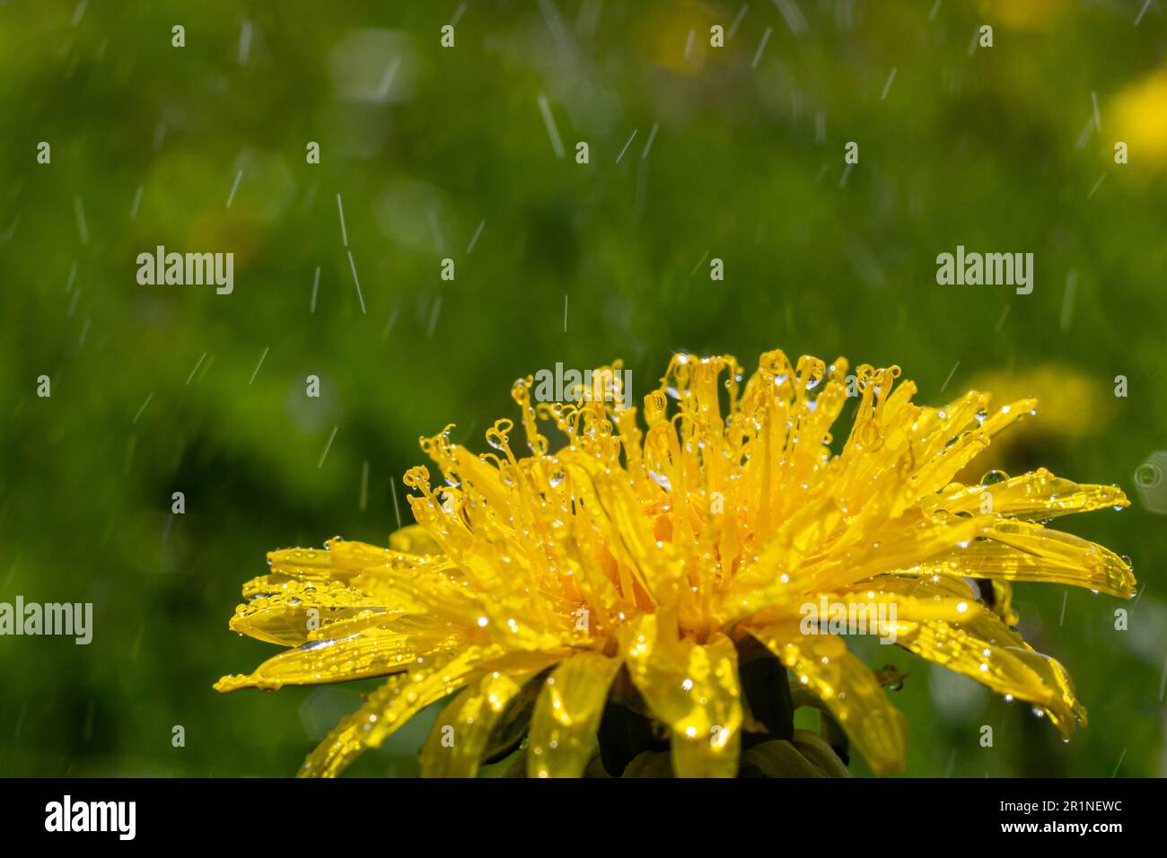 Yellow daisies bloom after the rain and the pollen grains are covered with water droplets. Stock Photo