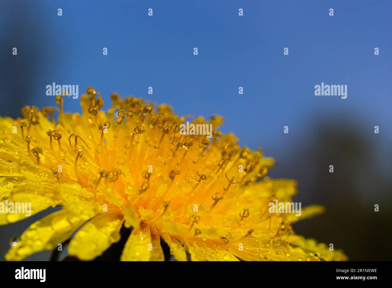 Yellow daisies bloom after the rain and the pollen grains are covered with water droplets. Stock Photo