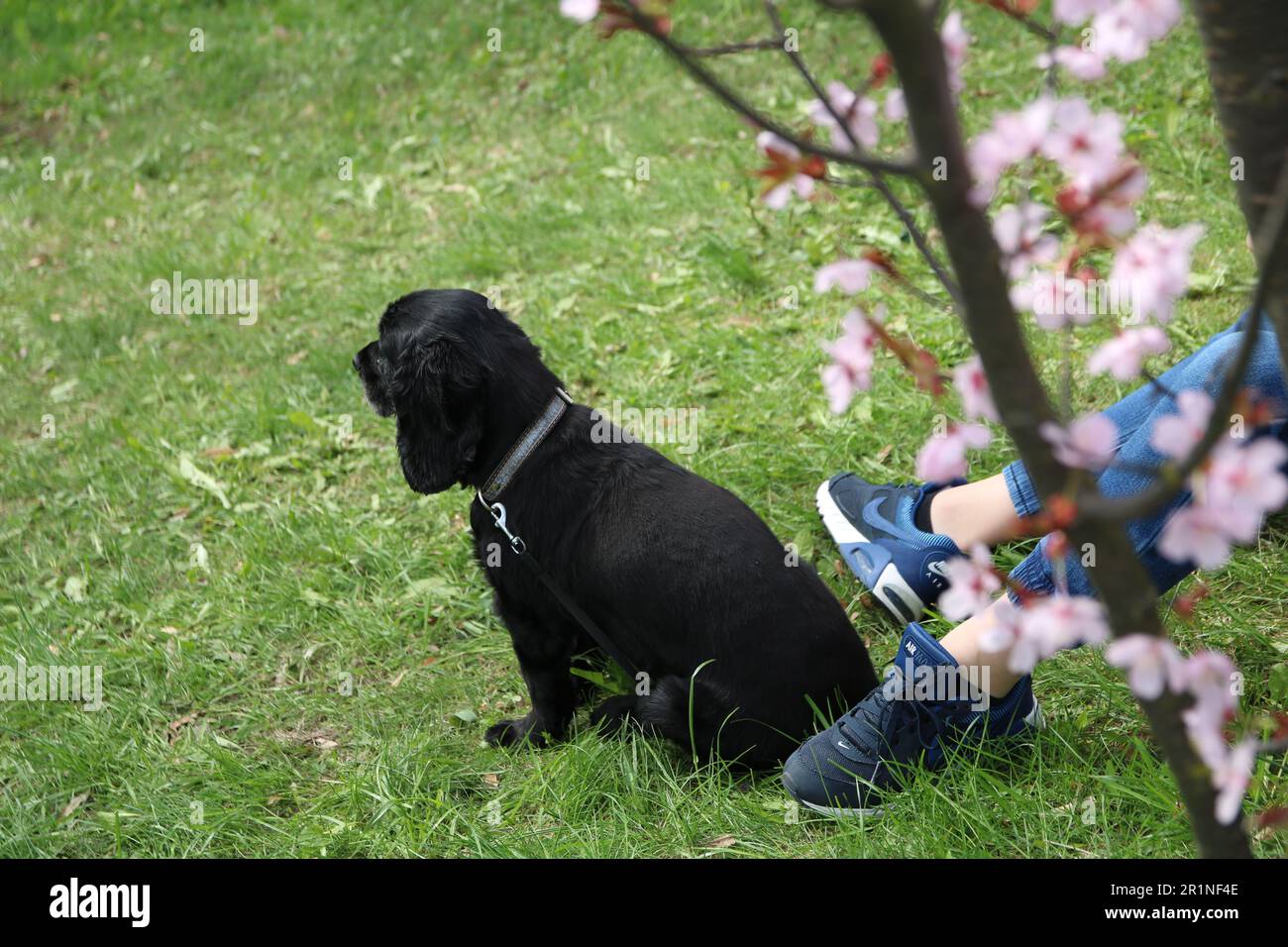 photo of a dog on a walk in the park Stock Photo