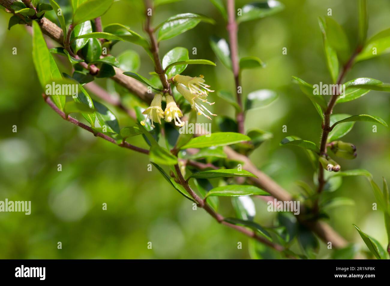 Lonicera nitida hires stock photography and images Alamy