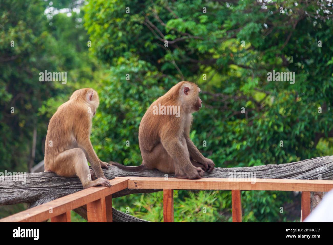 Two chimpanzee monkeys in the forest near the big buddha statue in thailand on phuket island Stock Photo