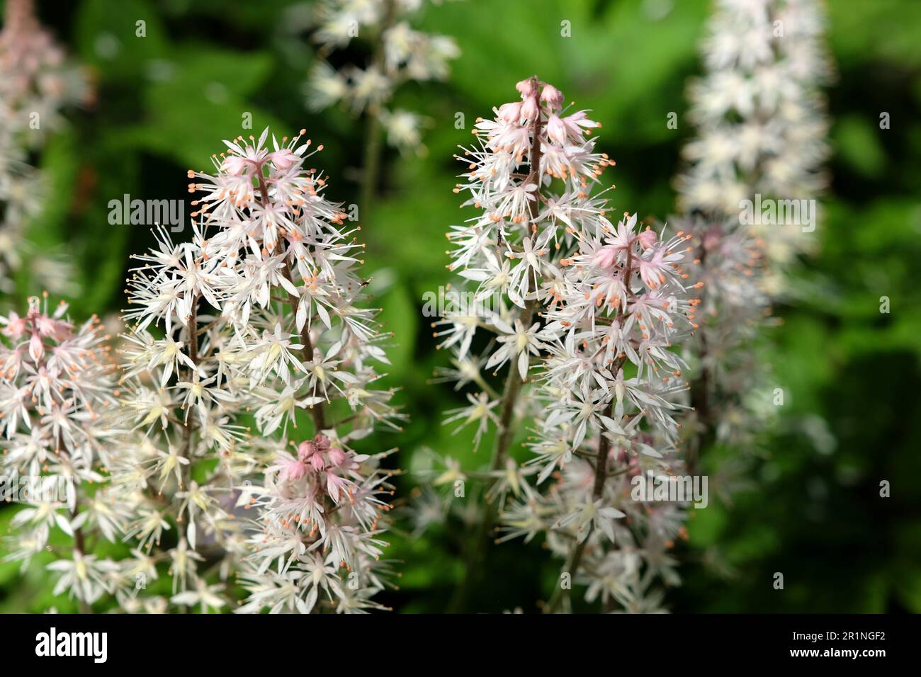 Tiarella 'Spring Symphony' foam flower in bloom Stock Photo