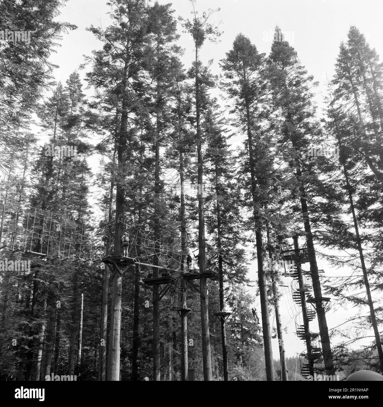 Giant Redwood trees , Giant Sequoia. Center Parcs, Longleat, Wiltshire, England, United Kingdom