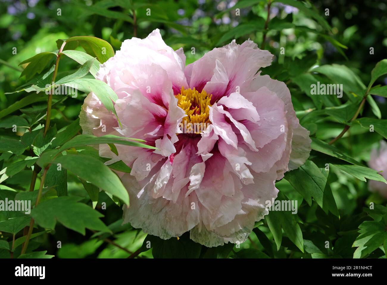 Paeonia suffruticosa 'Lan Bao shi' in flower. Stock Photo