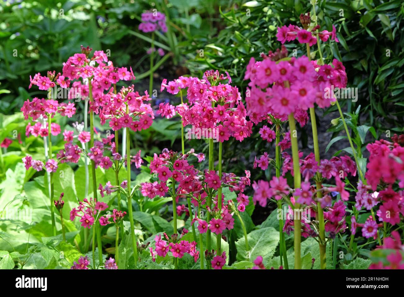 Dark pink Primula pulverulenta 'mealy primrose' in flower Stock Photo