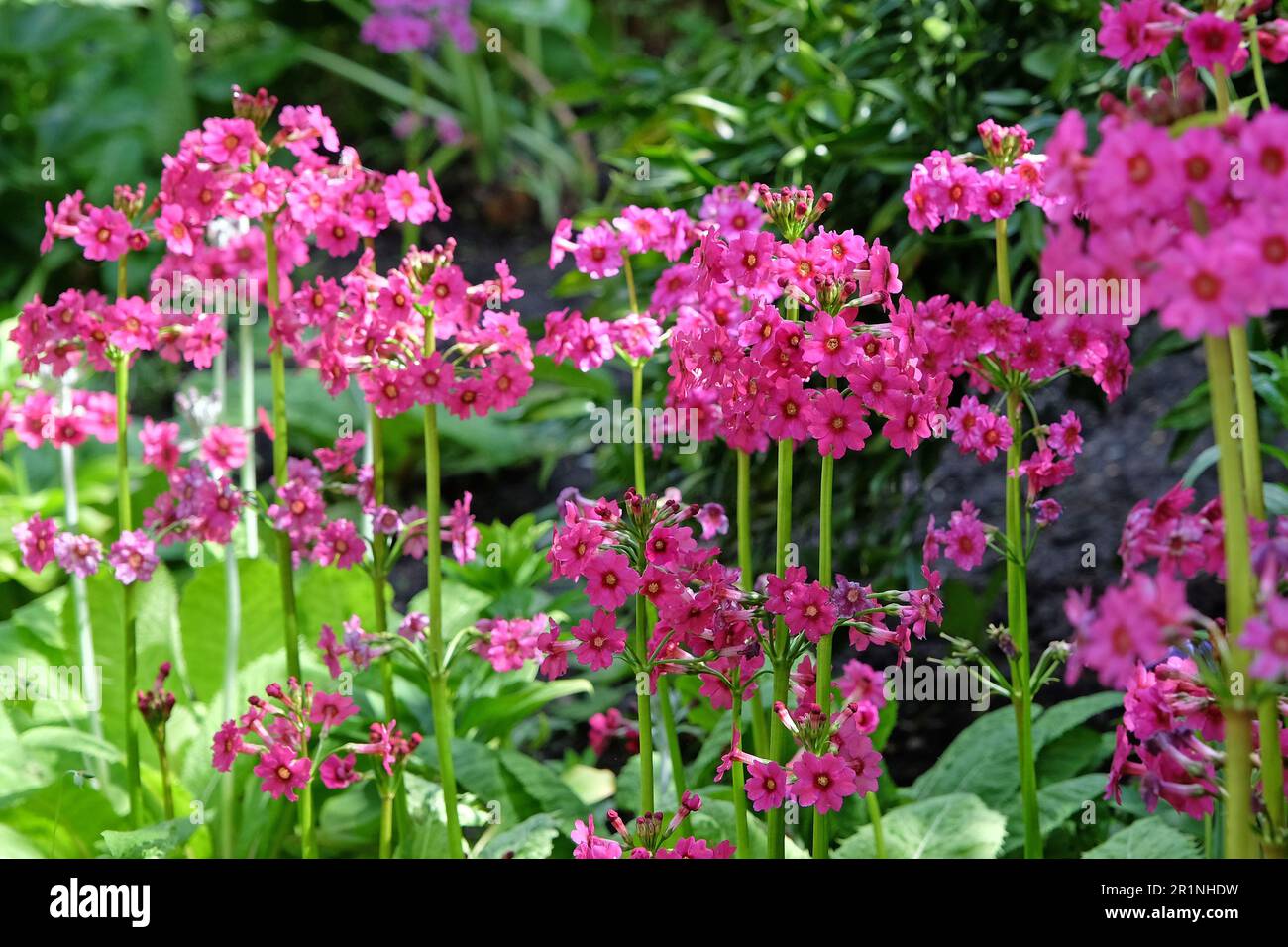 Dark pink Primula pulverulenta 'mealy primrose' in flower Stock Photo
