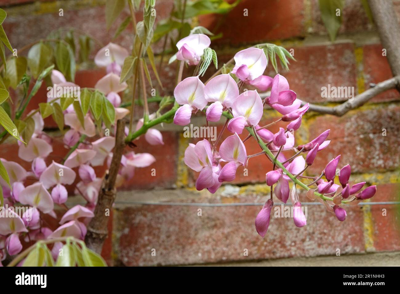 compo power wespenspray Silence Wespen-Power Spray: Gebrauchsfertiges Insekten-Spray mit sofor   Silberkraft