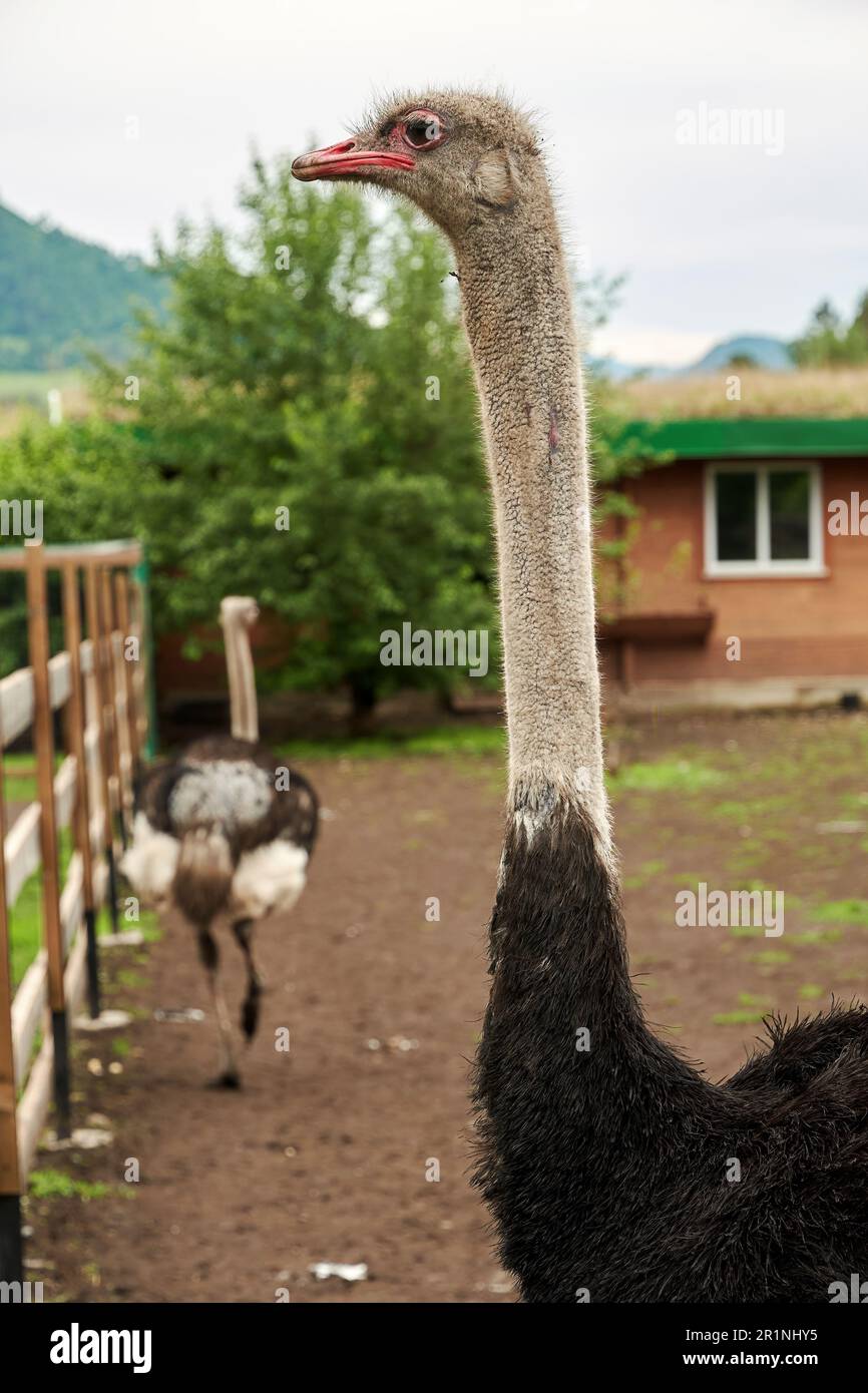 Long ostrich walking in the farm. Animals backgrounds theme Stock 