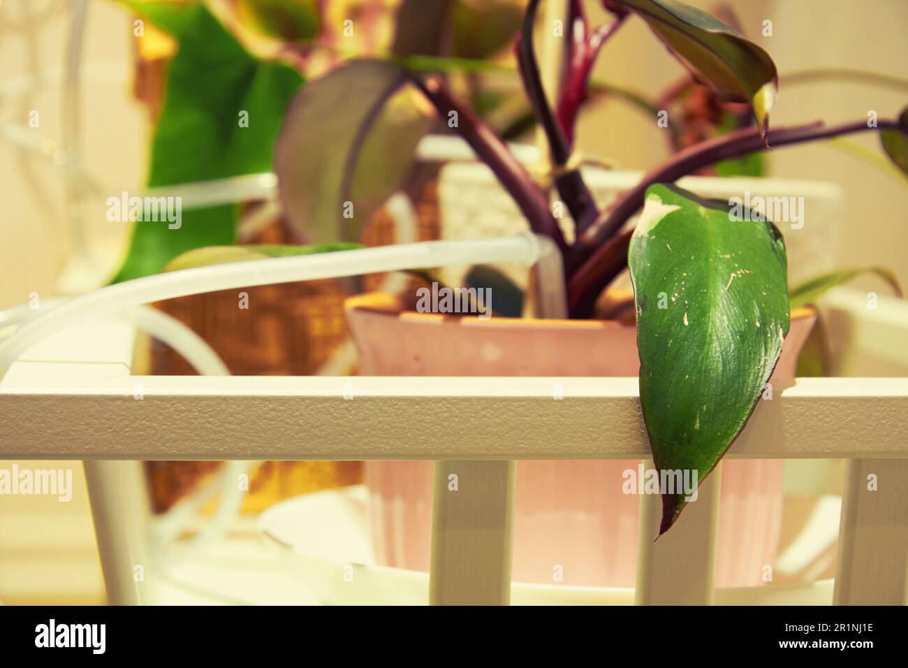 House plants with an automatic irrigation system with small pipes