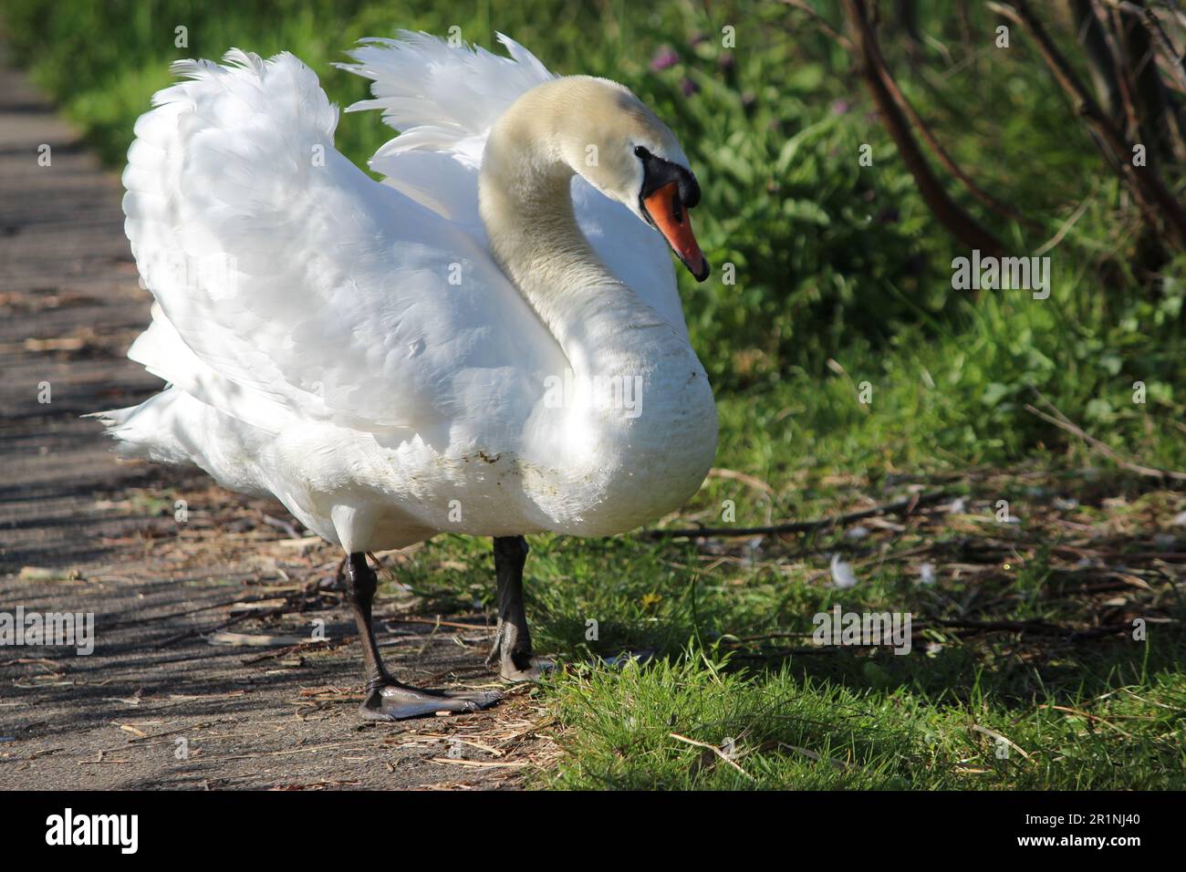 Mute swan with aggressive posture Stock Photo