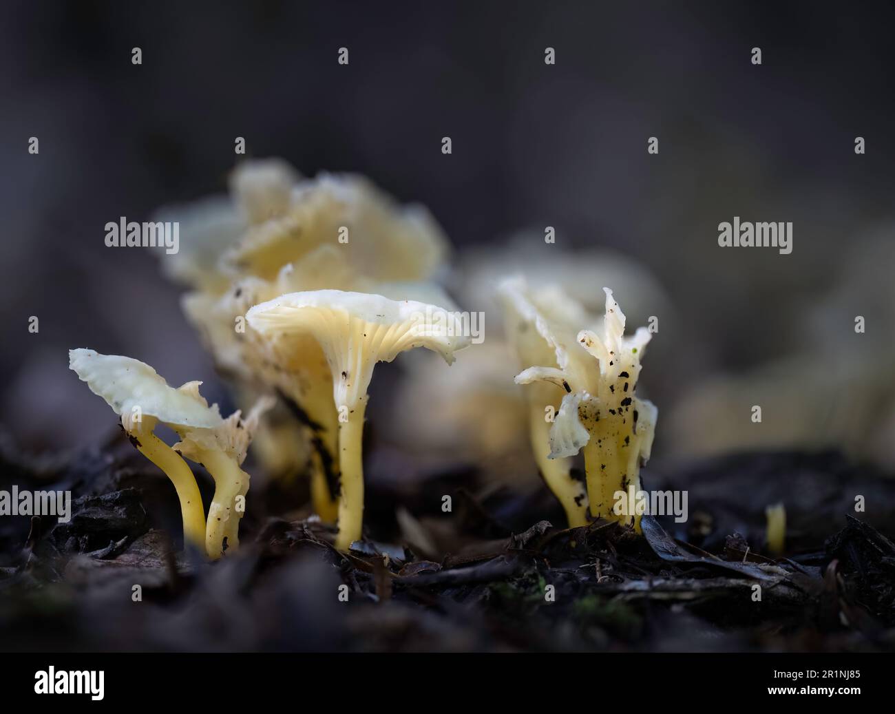 A group of white mushrooms on the forest floor. Auckland. Stock Photo