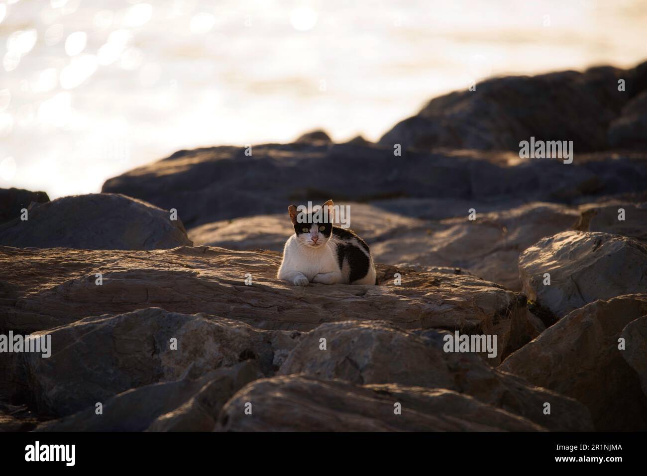 Abu dhabi cat hires stock photography and images Alamy