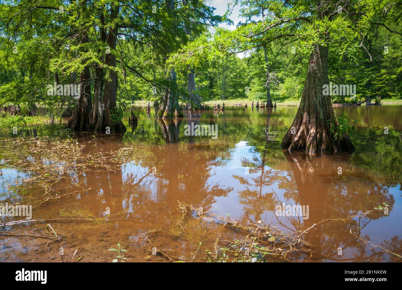 Leroy Percy State Park, Mississippi's Oldest State Park Stock Photo - Alamy