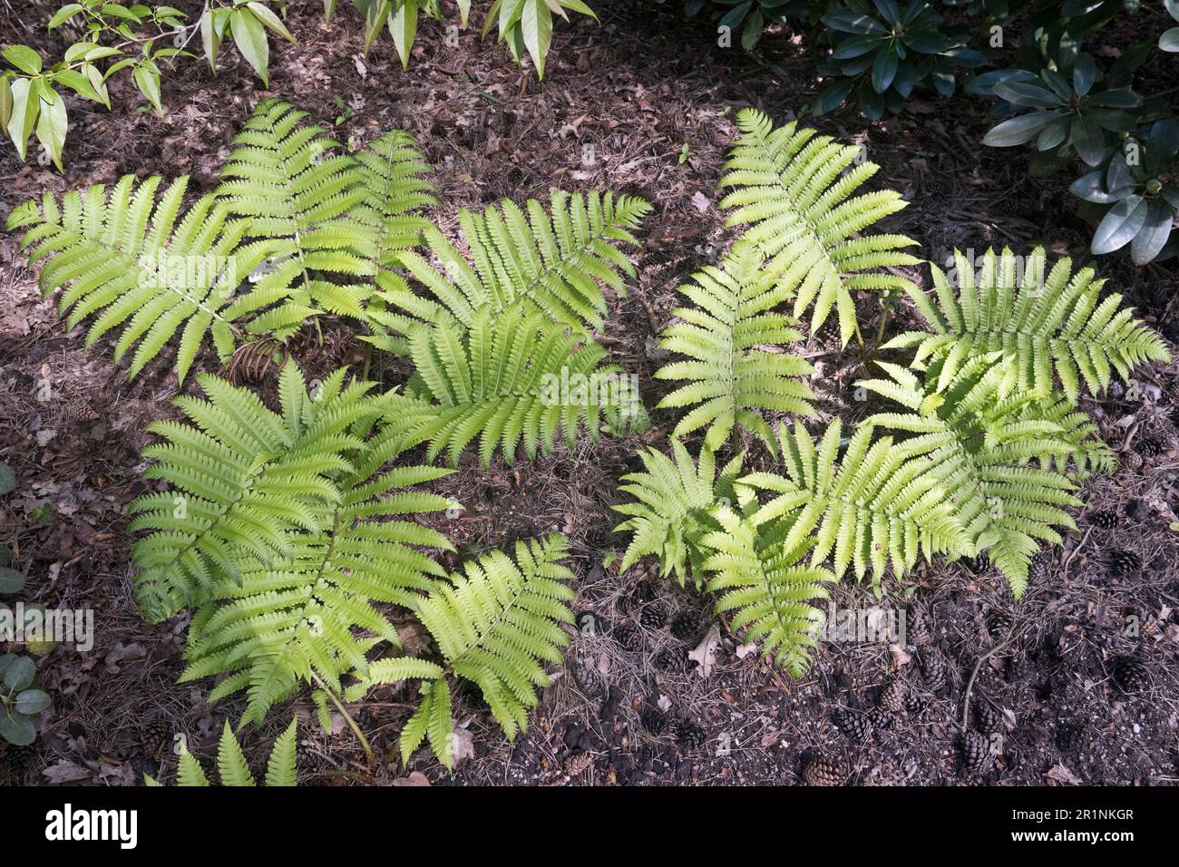 Nepal black scale fern (Dryopteris wallichiana), Bremen, Germany Stock Photo