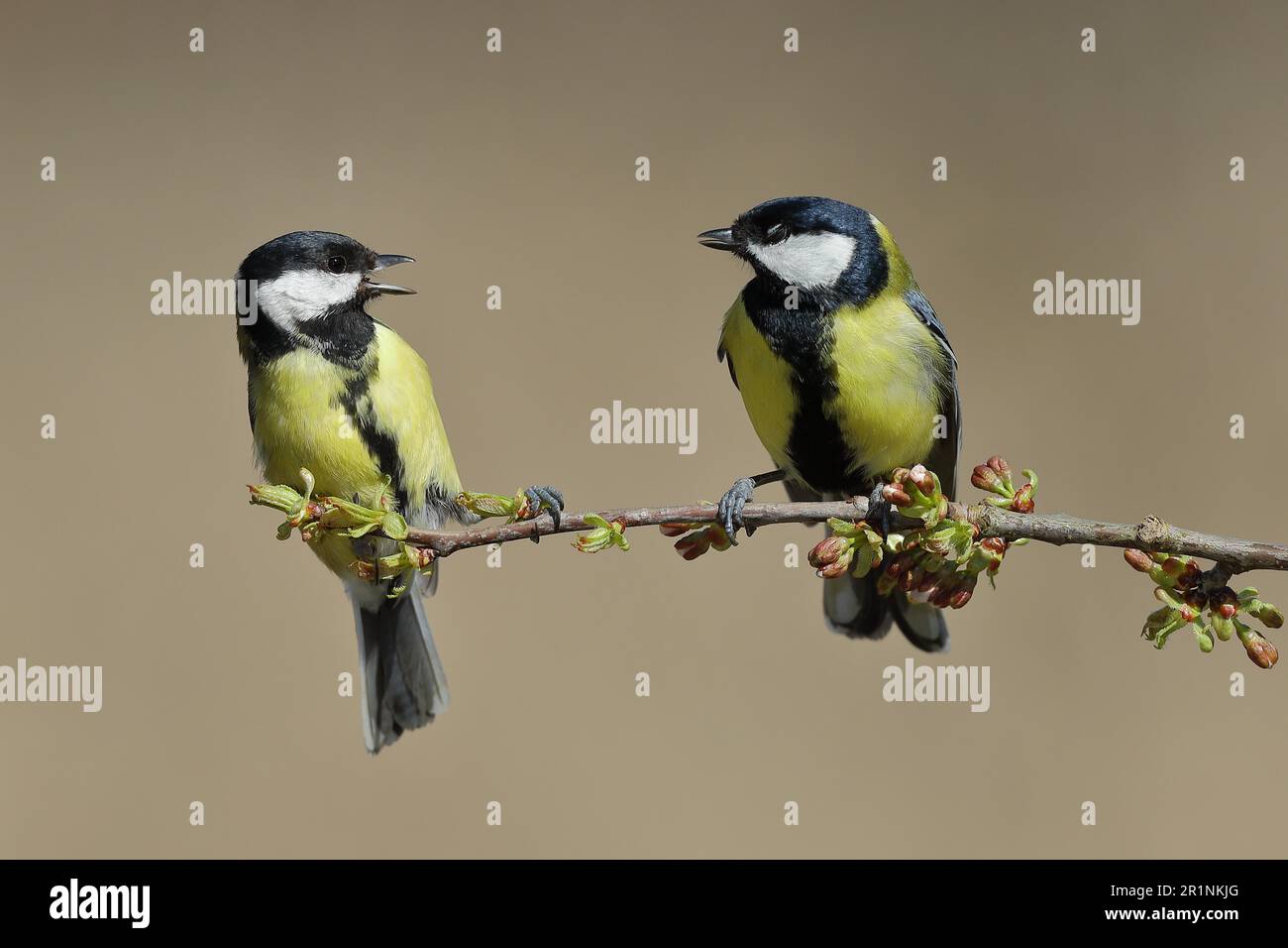 Great tit (Parus major), male and female sitting on cherry (Prunus) tree and arguing, pair of animals, Wilden, North Rhine-Westphalia, Germany Stock Photo