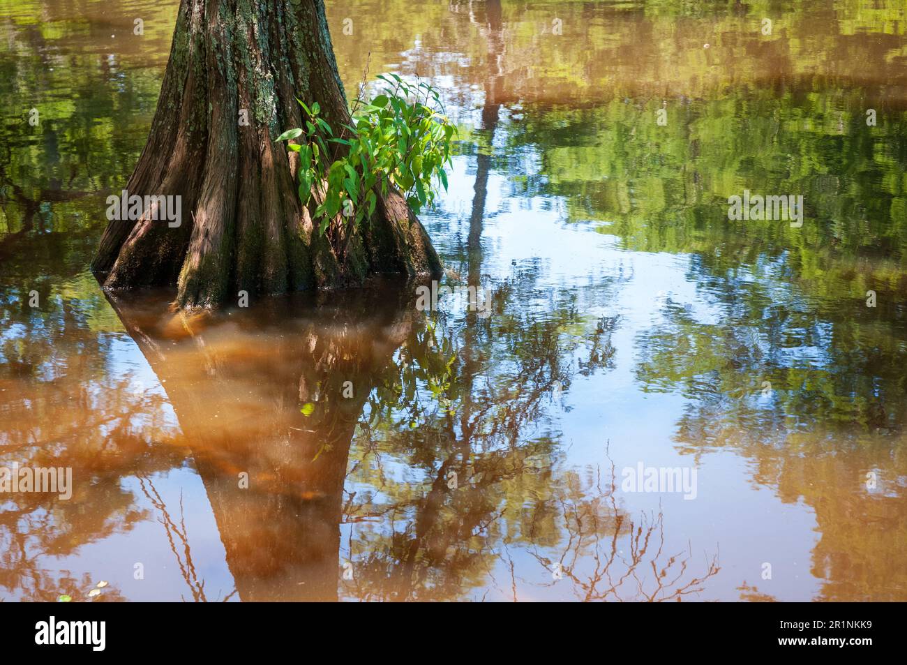 Escape to the Enchanting World of Leroy Percy State Park: Mississippi's Hidden Gem