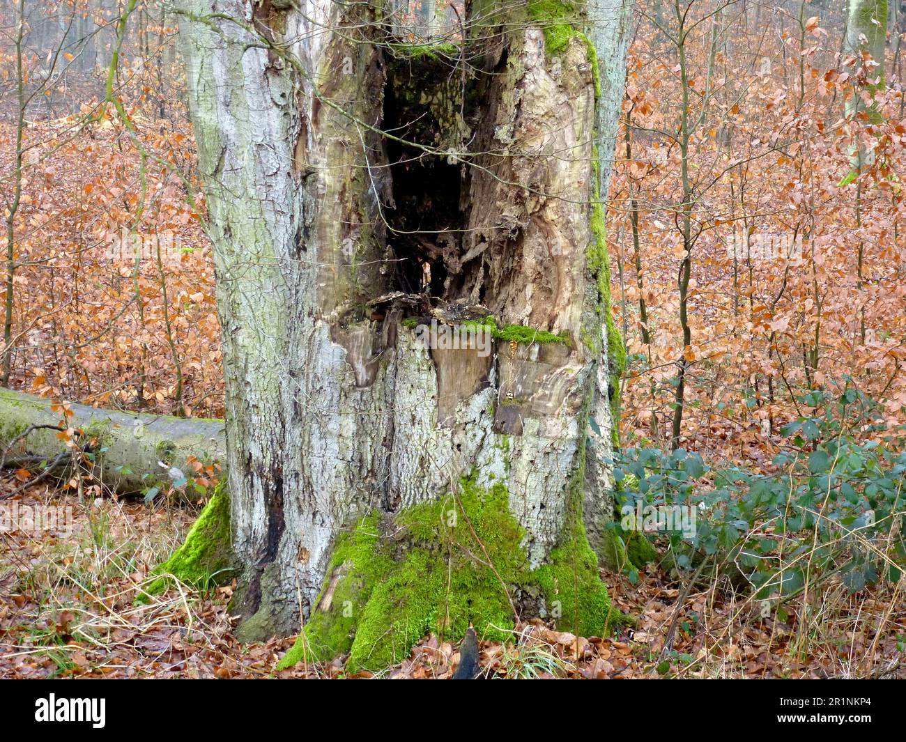 Near Maulbronn, hollowed out beech tree trunk in deciduous forest Stock Photo