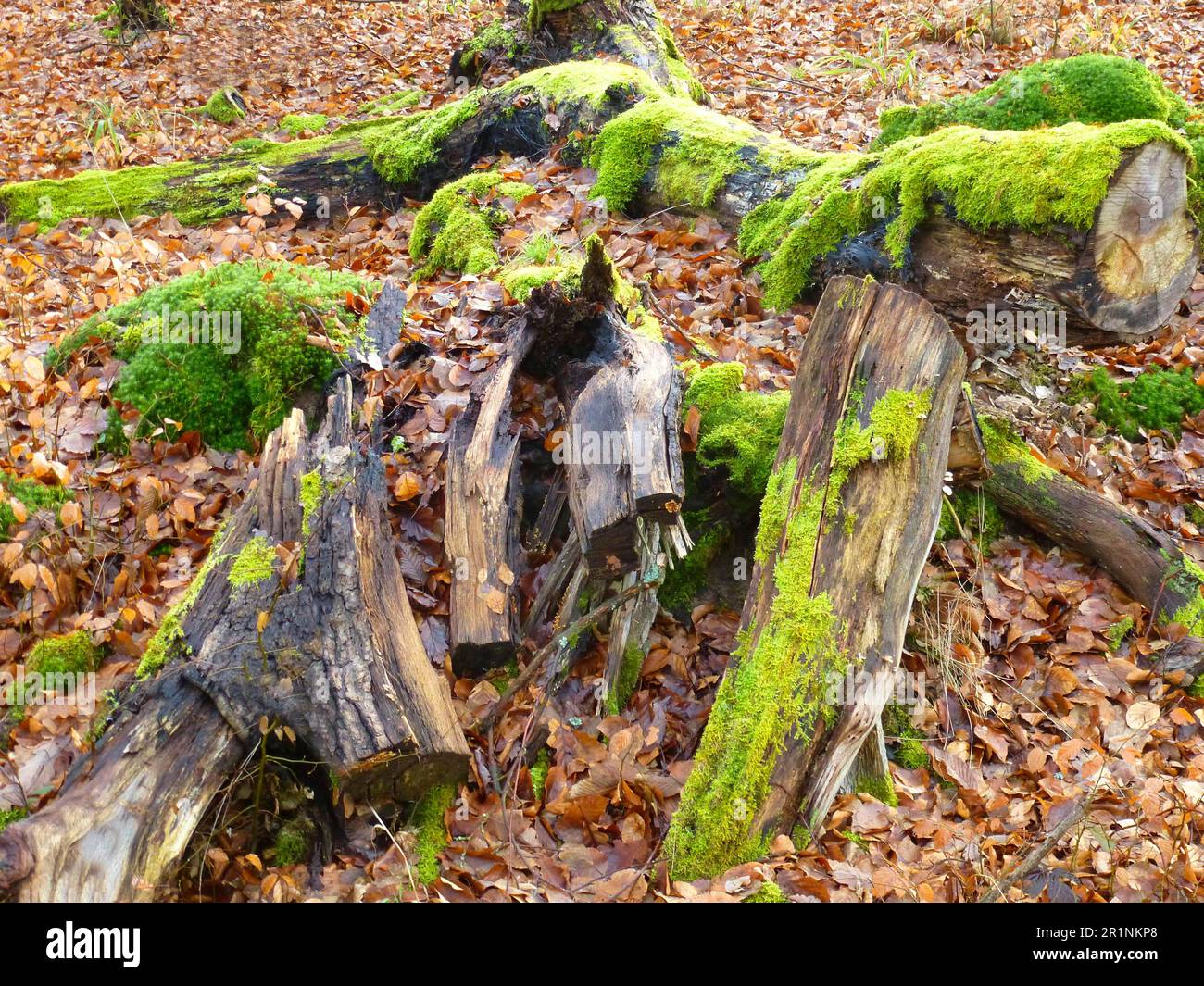 Rotten tree winter hi-res stock photography and images - Alamy