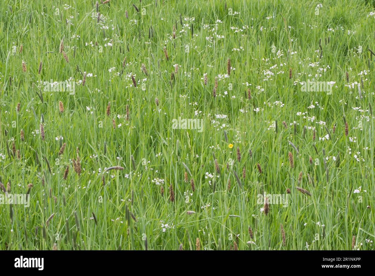 Meadow with meadow foxtail (Alopecurus pratensis) and meadow foamwort (Cardamine pratensis), Bremen, Germany Stock Photo