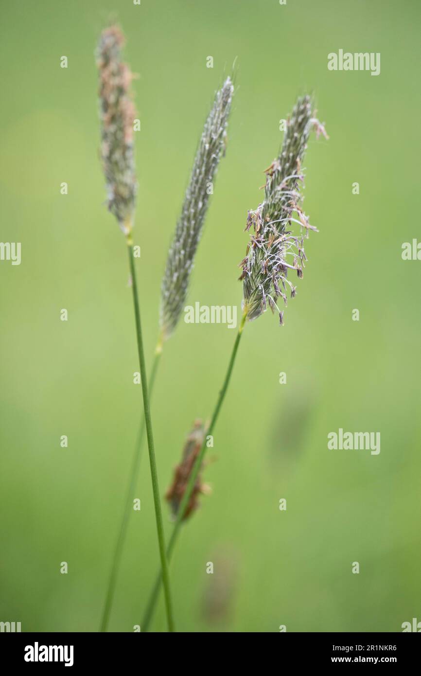 Meadow foxtail (Alopecurus pratensis), Bremen, Germany Stock Photo